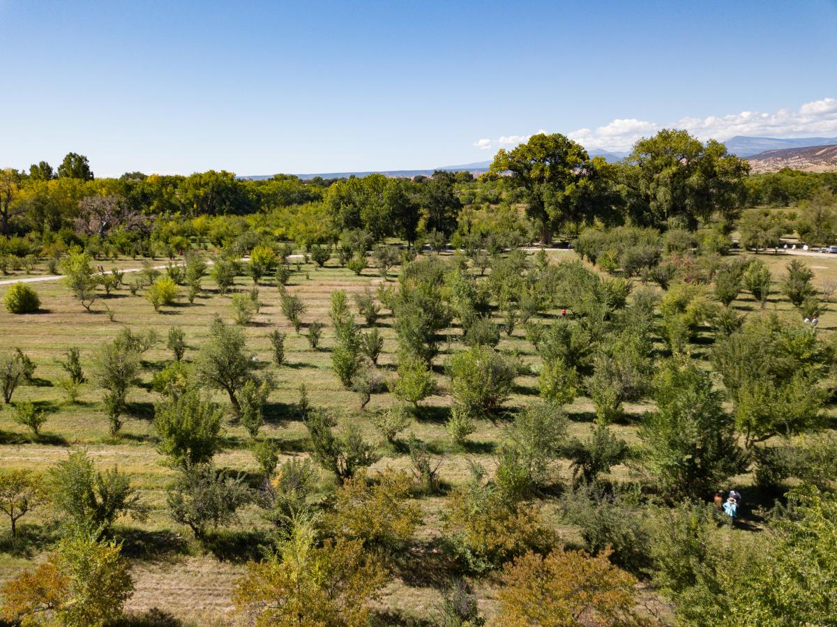 Orchard at Los Luceros Historic Site