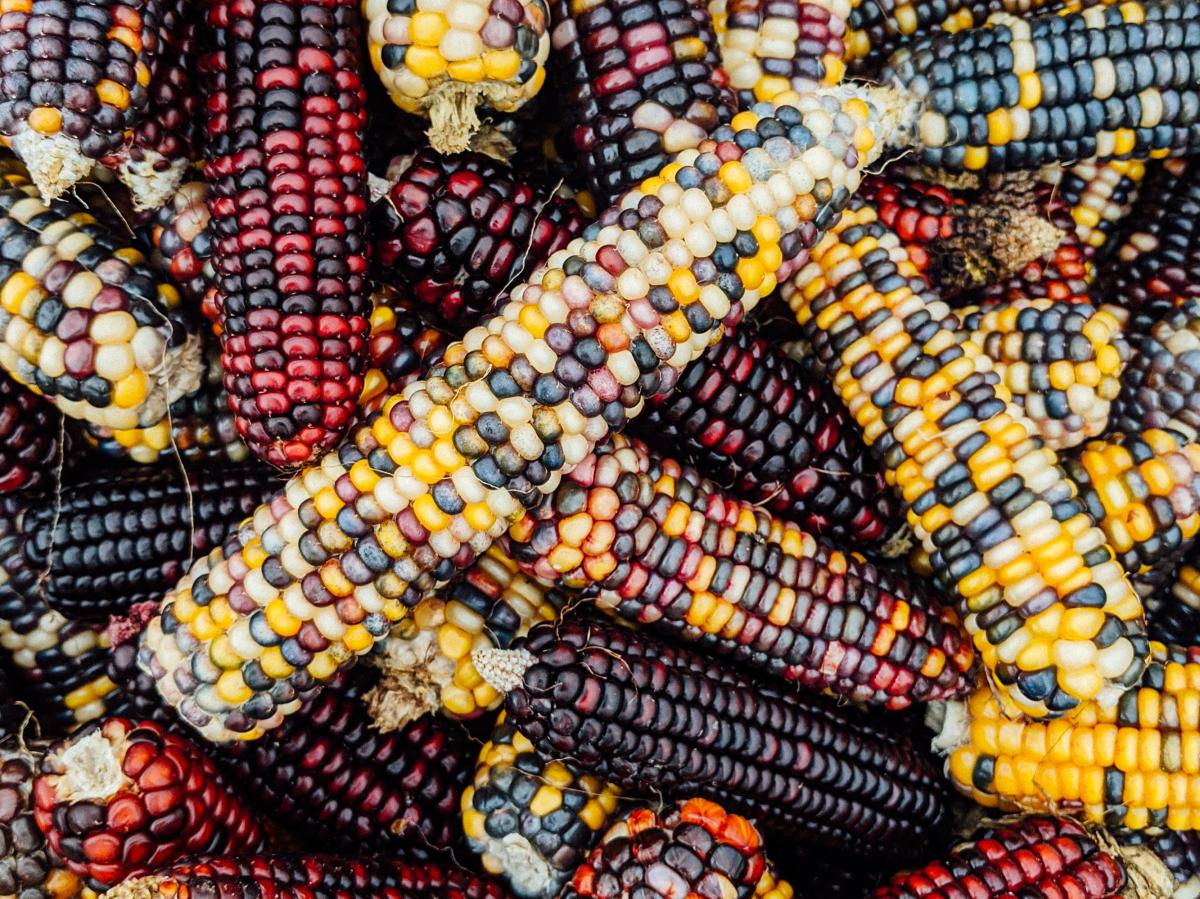 Colorful corn