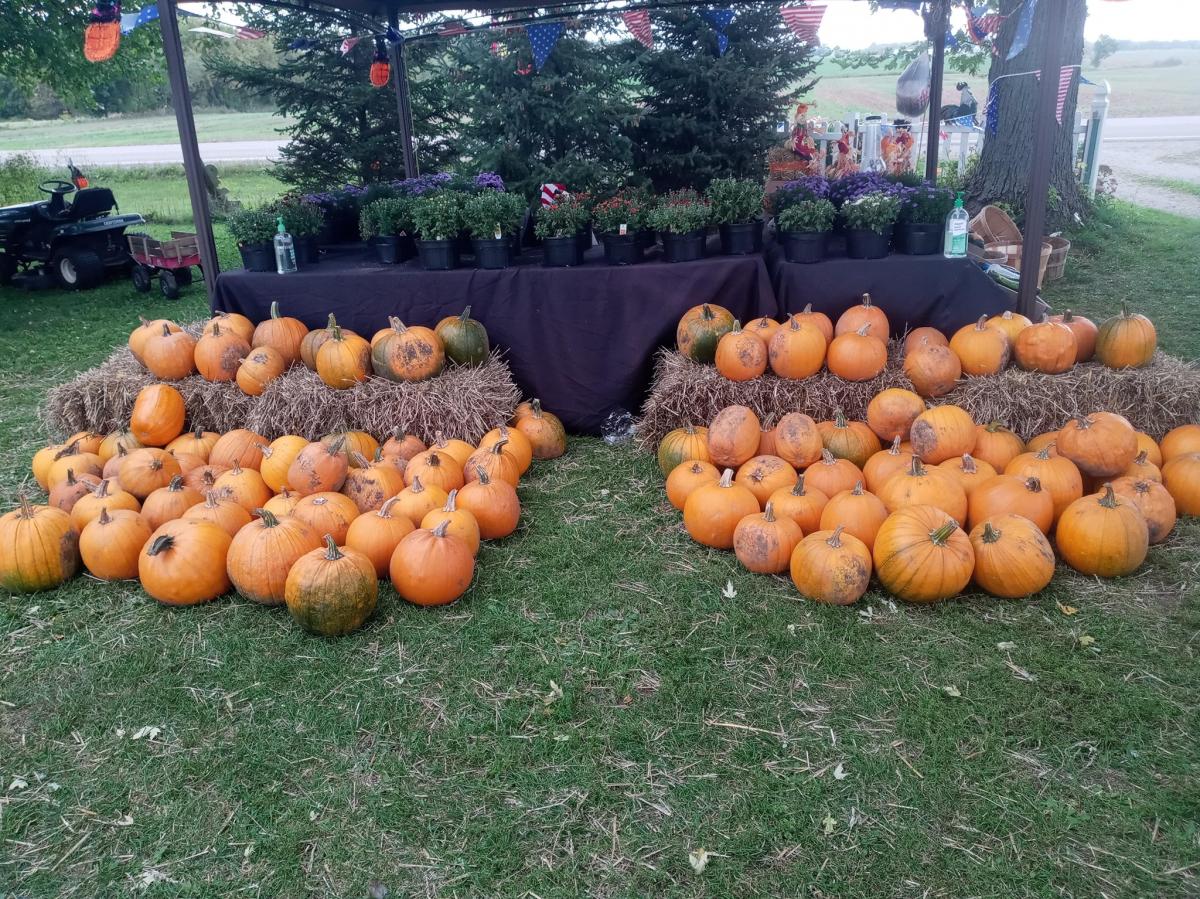 Pumpkins at Sunny Acres Farm