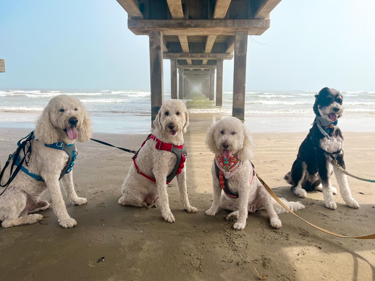 Dogs on the beach