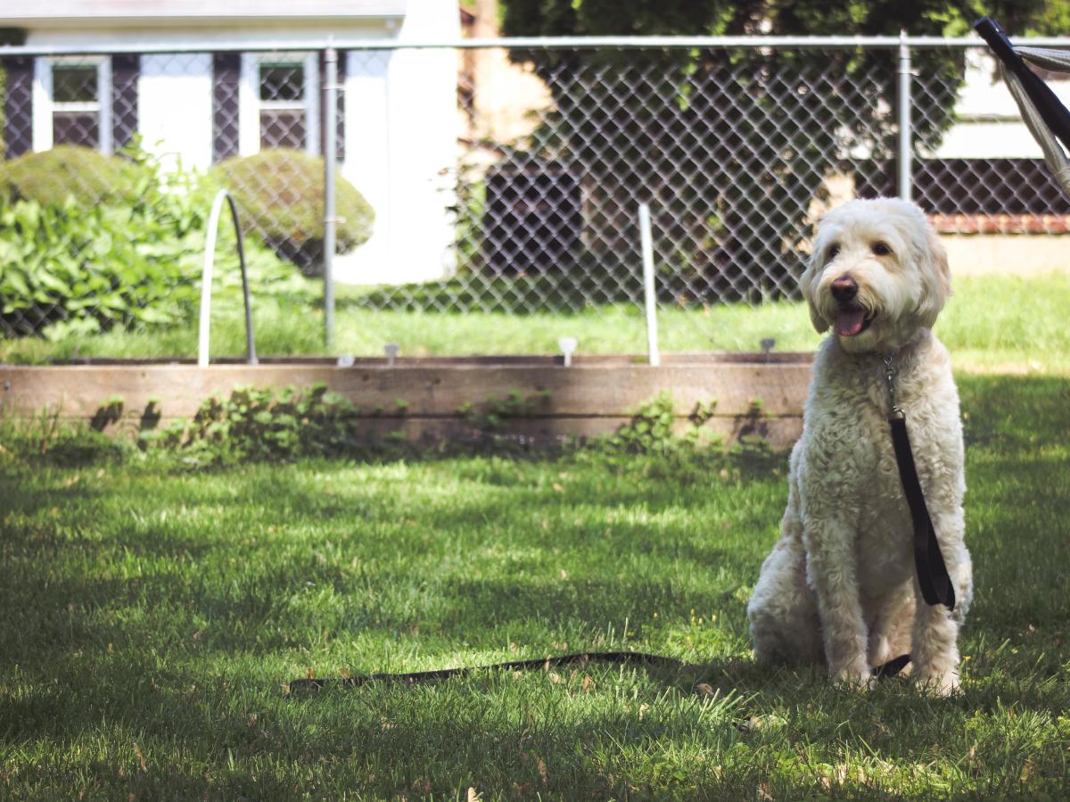 Fluffy White Puppy Sitting in the Park