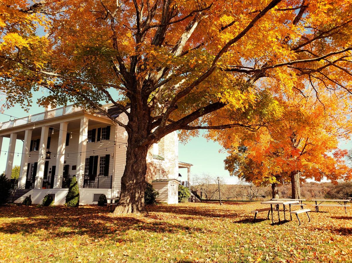 Effingham Manor with brightly colored tree beside it