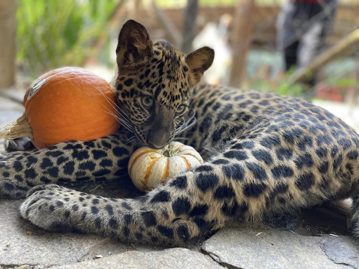Big Cat at Tiger World with Pumpkins - Boo at the Zoo