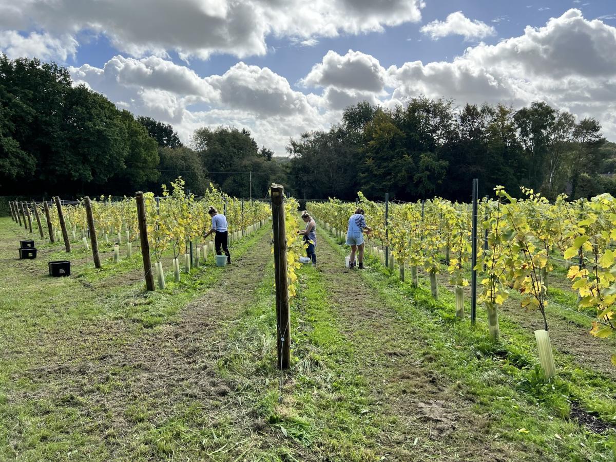 Winklestone Vineyard