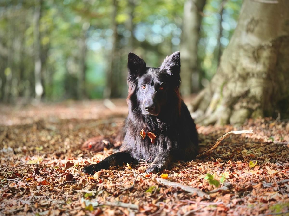Dog in Friston Forest