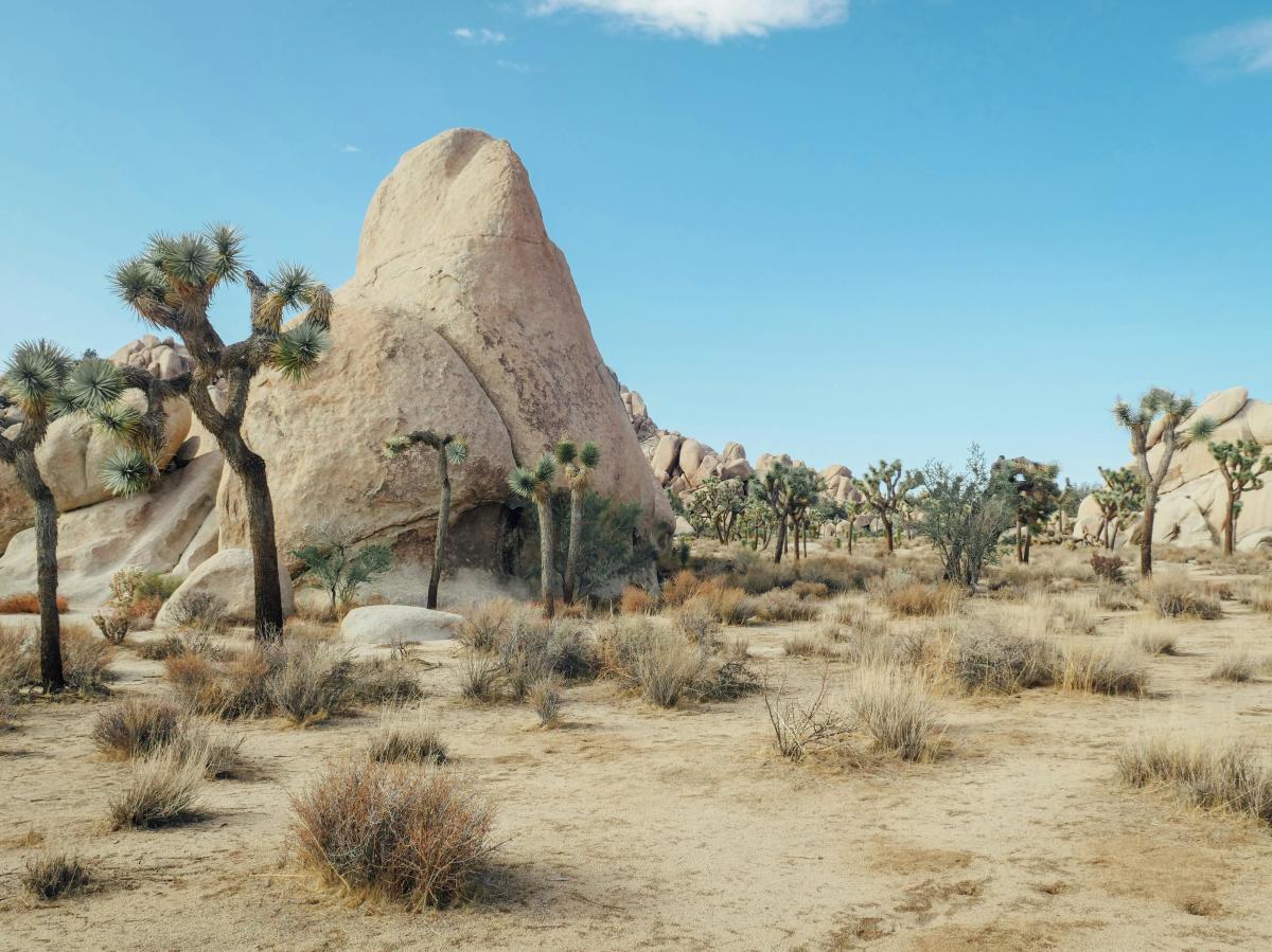 Joshua Tree