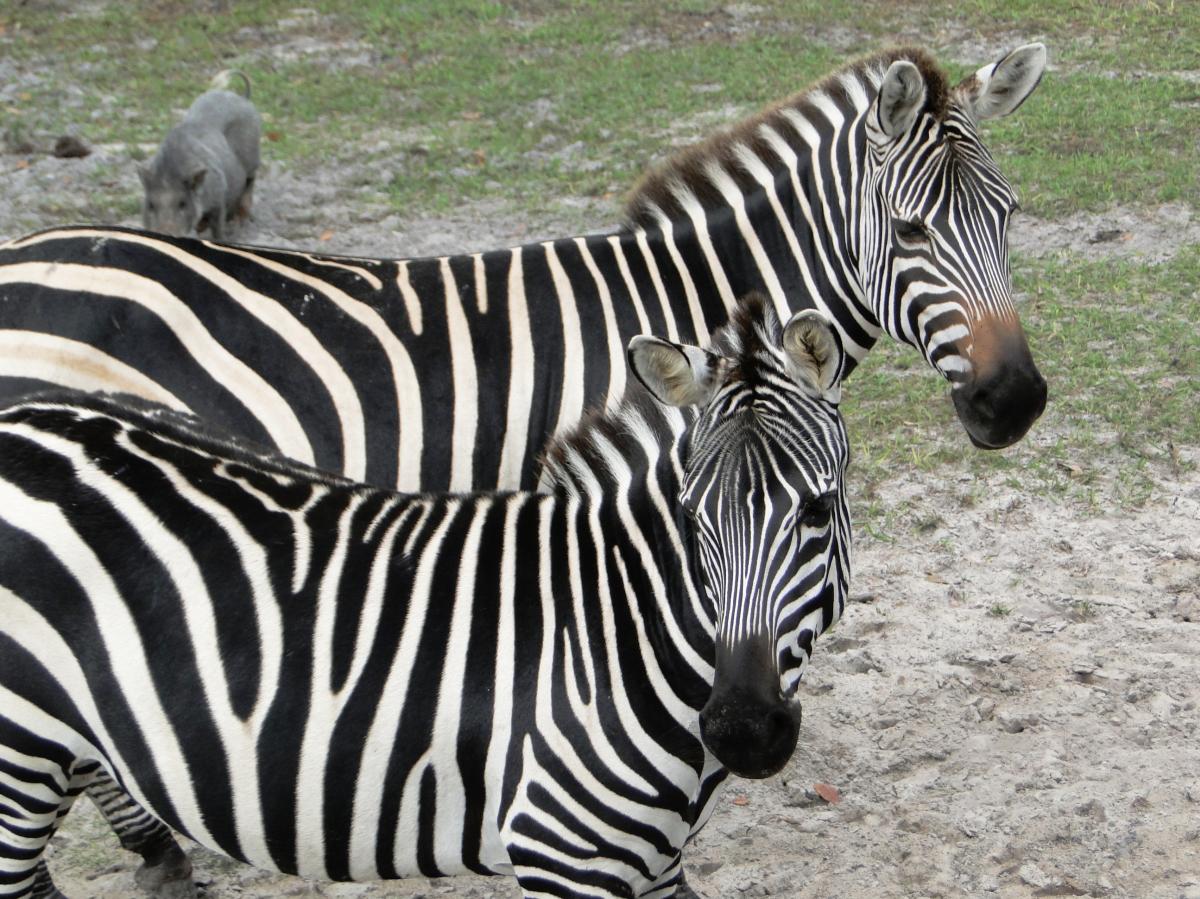 Zebras at Giraffe Ranch in Dade City