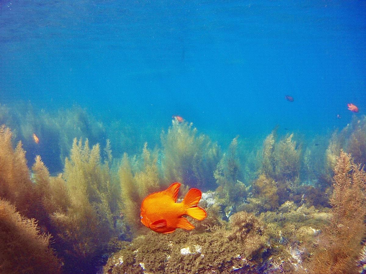 La-Jolla-Shores-Snorkeling