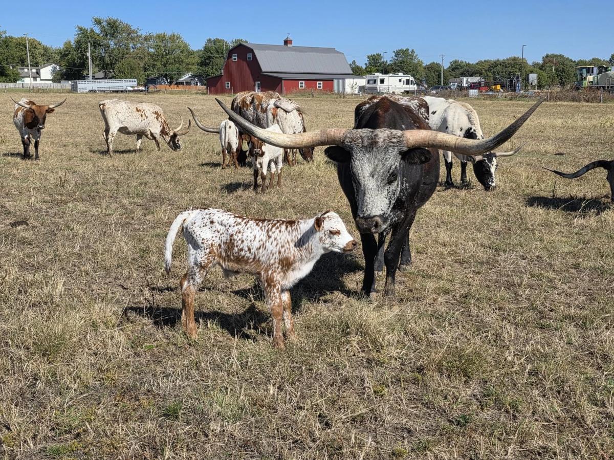 Longhorn cattle stand in the grass outside the Wichita Union Stockyards