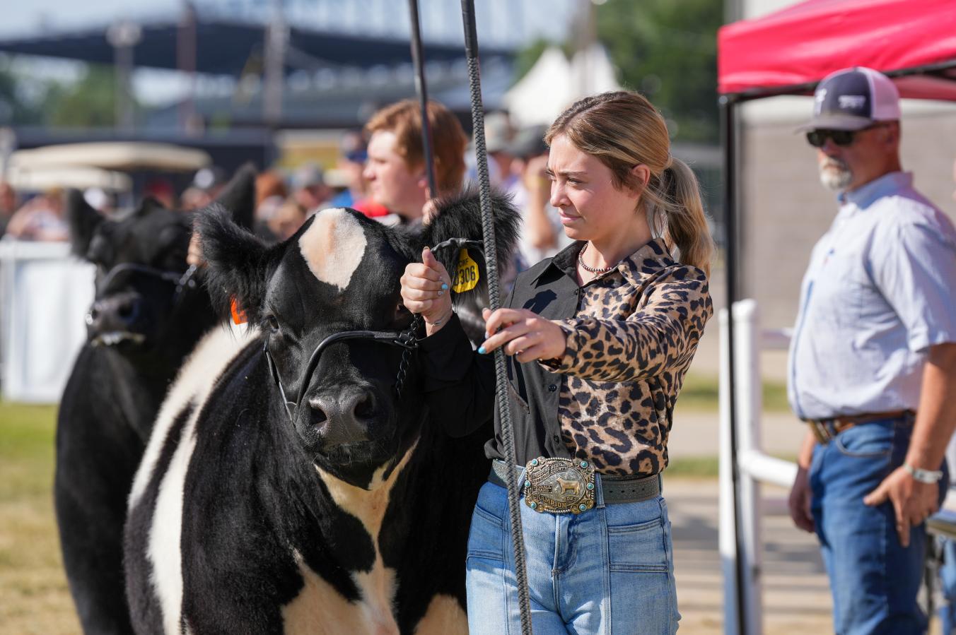 State Fair participant shows black and white cow.