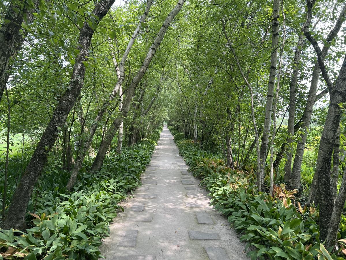 A Photo of Birch Tree Allee at Stan Hywet Hall & Gardens