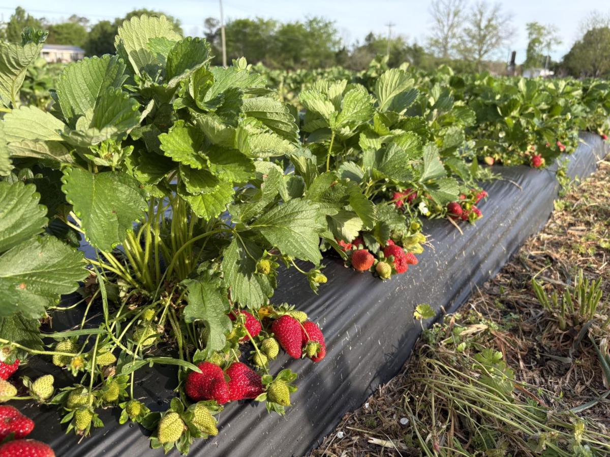 louallen strawberries growing on the vine