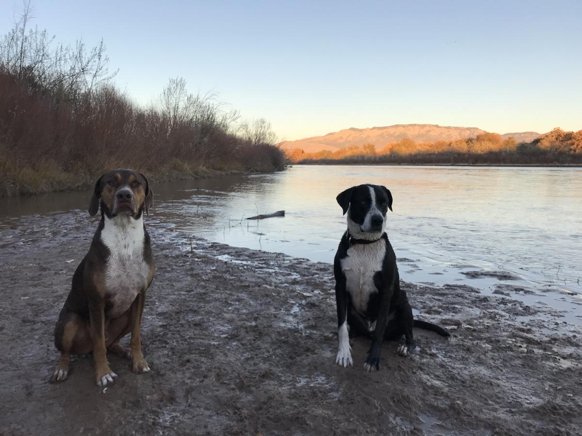 Dogs on at River Bosque