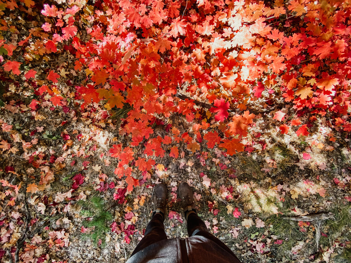 Bright red leaves on the ground at Fourth of July Canyon