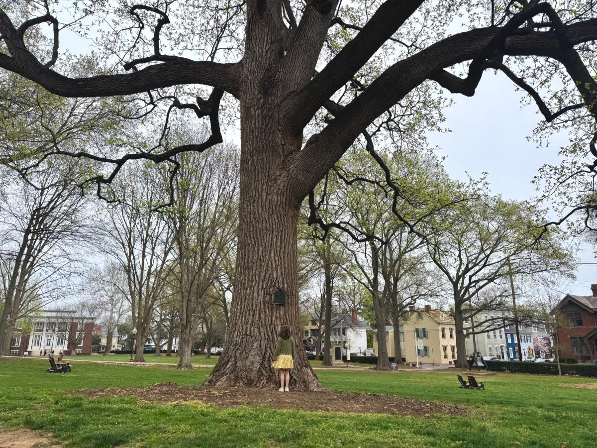 A young girl stands at the base of a large, historic tree with wide spreading branches in a grassy town square, surrounded by early American-style buildings and park benches.