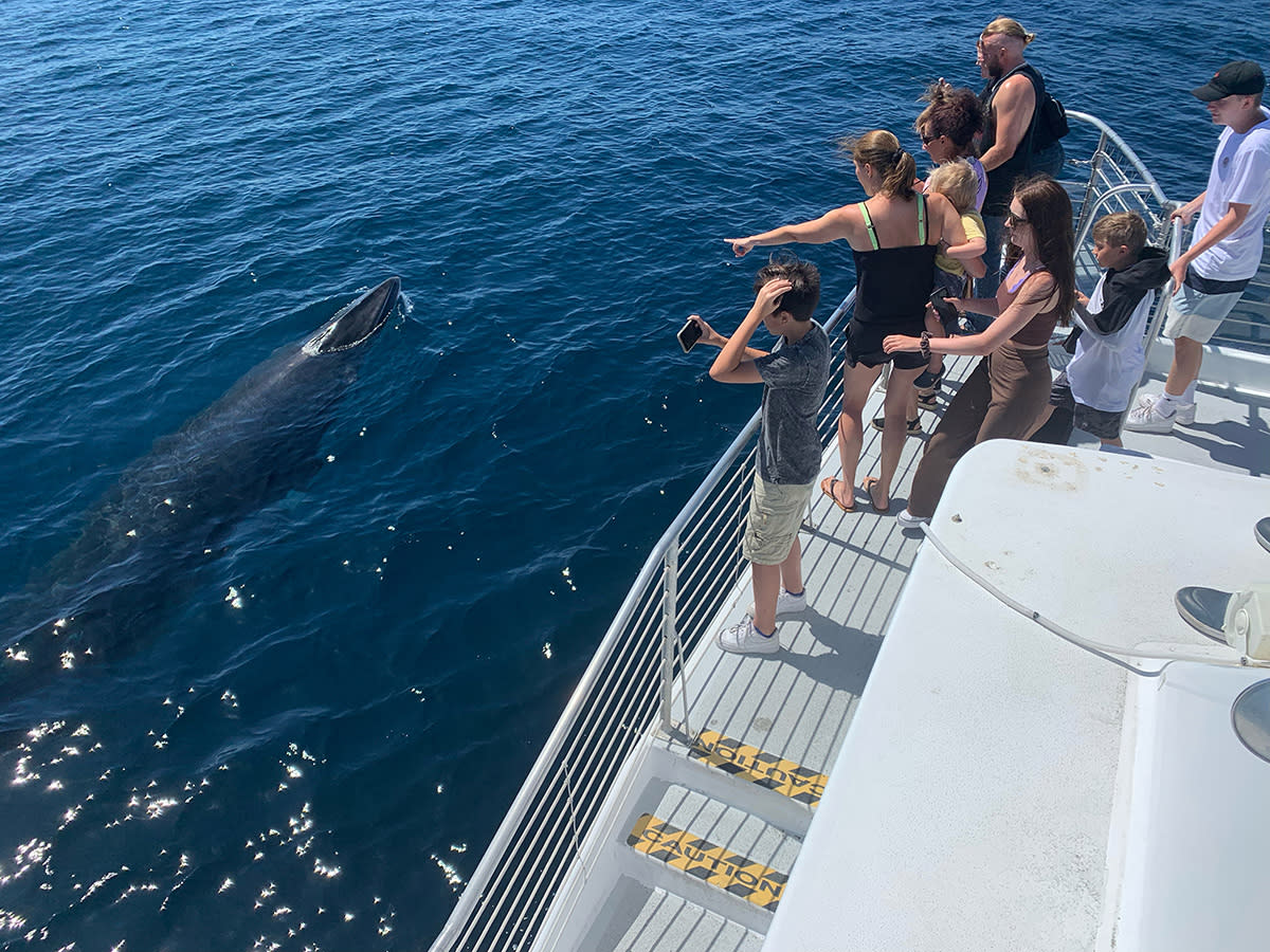 Whale Watching in Orange County