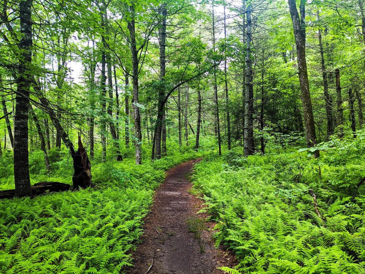 Image of Pink Beds trail inside forest with ferns covering ground