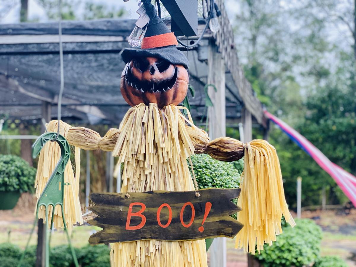 Scarecrow with a pumpkin head wearing a witches hat and a Boo sign