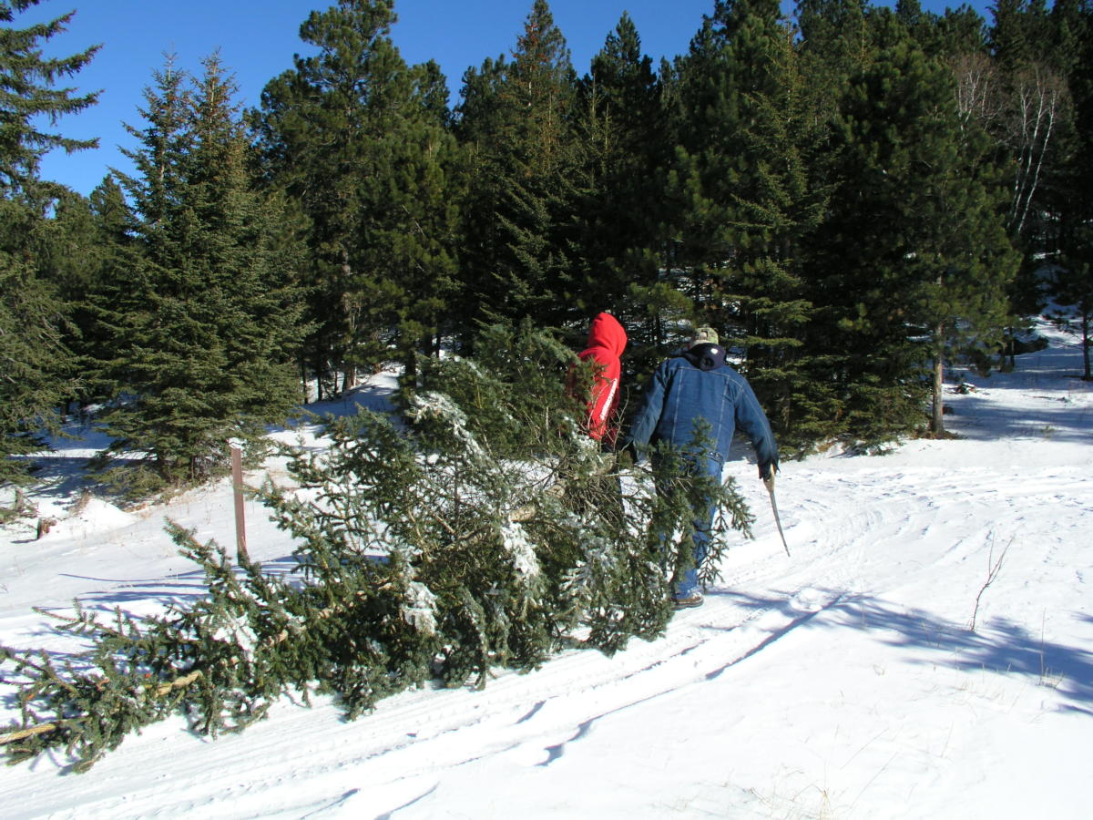 Christmas Tree Cutting