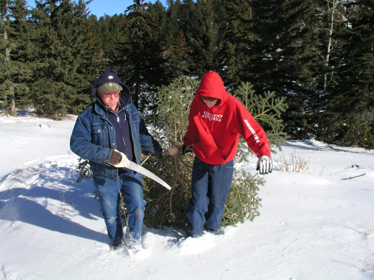Christmas Tree Cutting