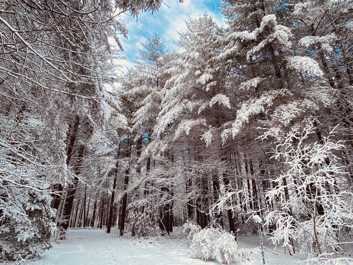 Snow-covered trail surrounded by towering pine trees