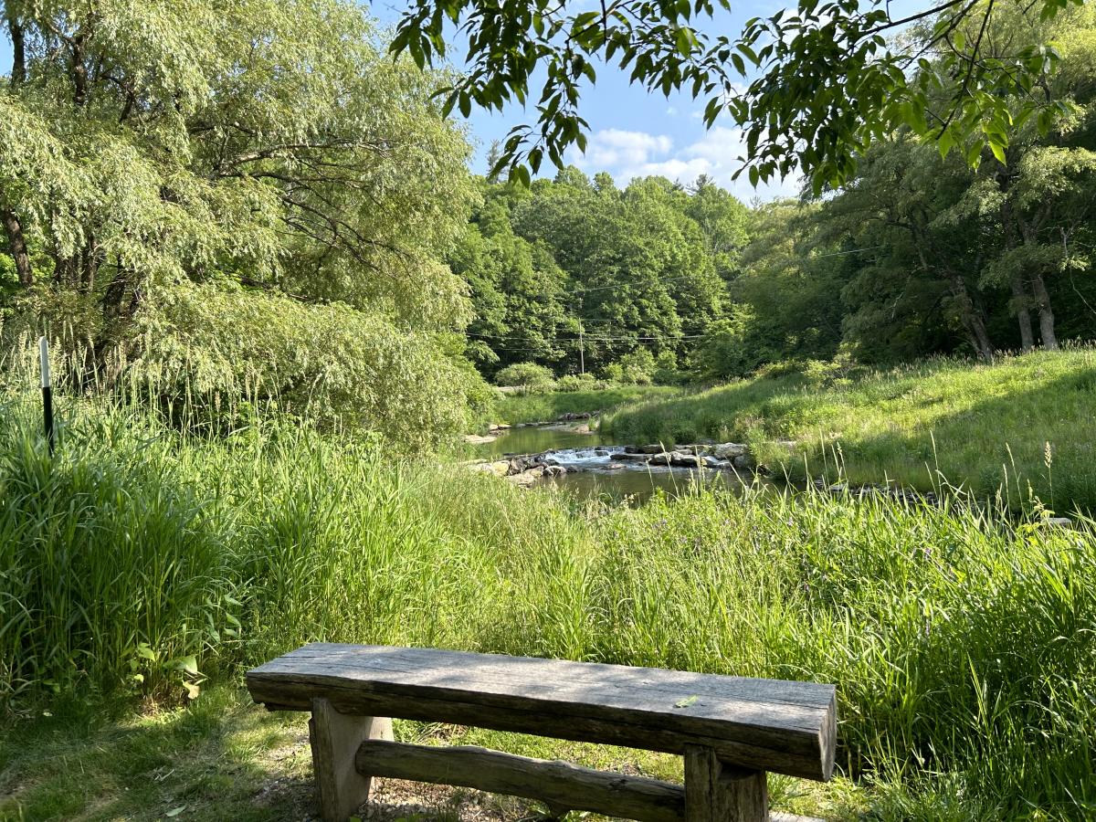 A bench sits under a shady tree. A wide river with small rapids and a willow tree are seen behind the bench.