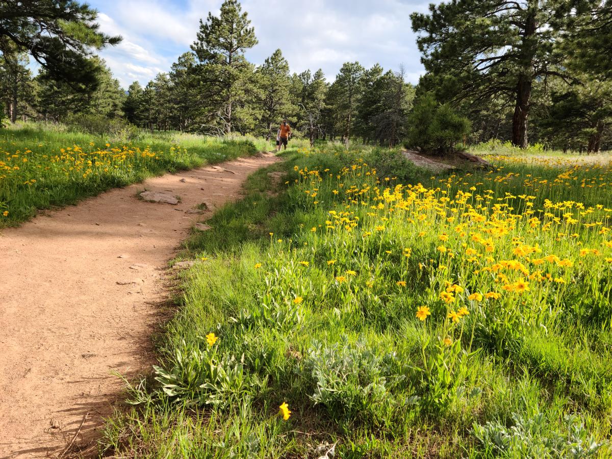 Hiker in the distance on a dirt trail surrounded by yellow flowers in Boulder