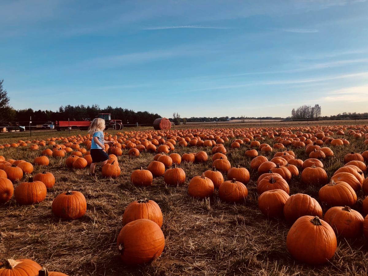 Young kid walking through the pumpkin patch at Cottonwood Farm