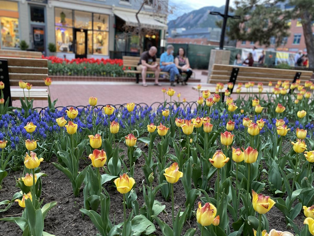 Yellow tulips on Pearl Street with Flatirons in Background