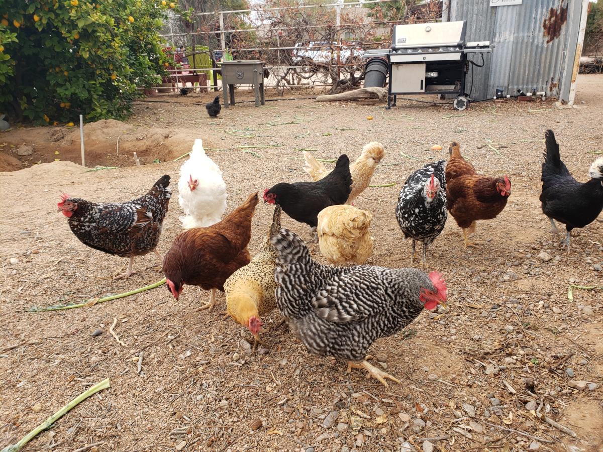A flock of rescue chickens peruse the grounds of Greenhouse Gardens in search of snacks.