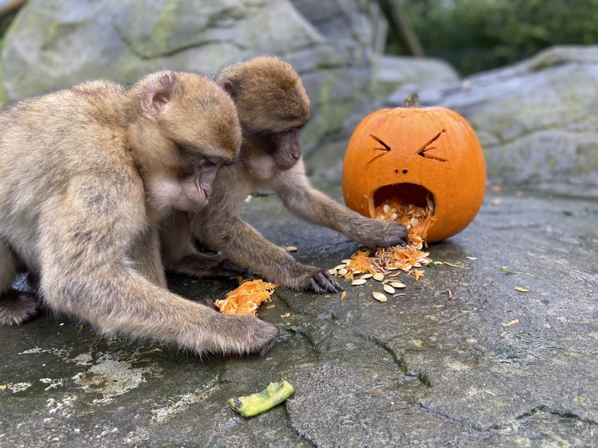 Monkey Halloween Enrichment at Colchester Zoo