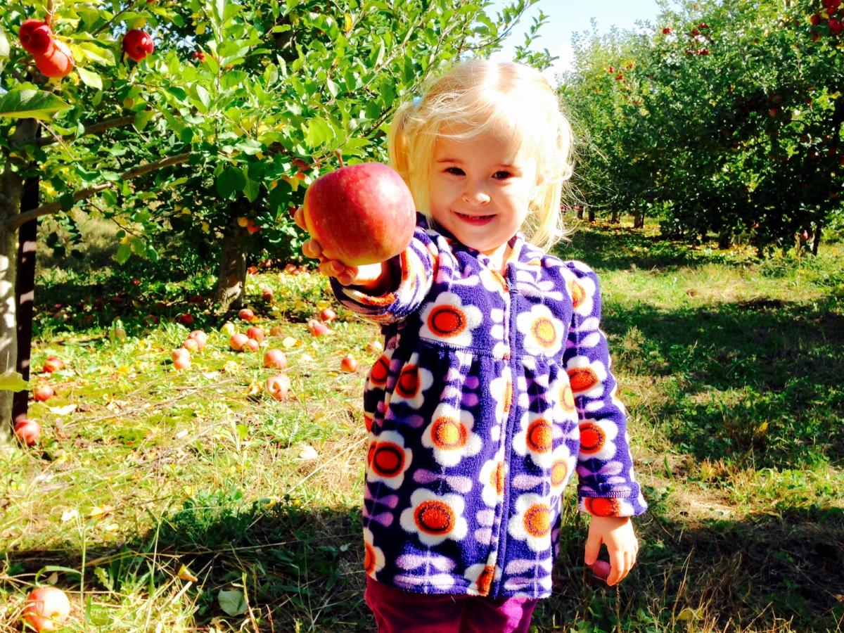 Apple Picking at Paulus Orchards