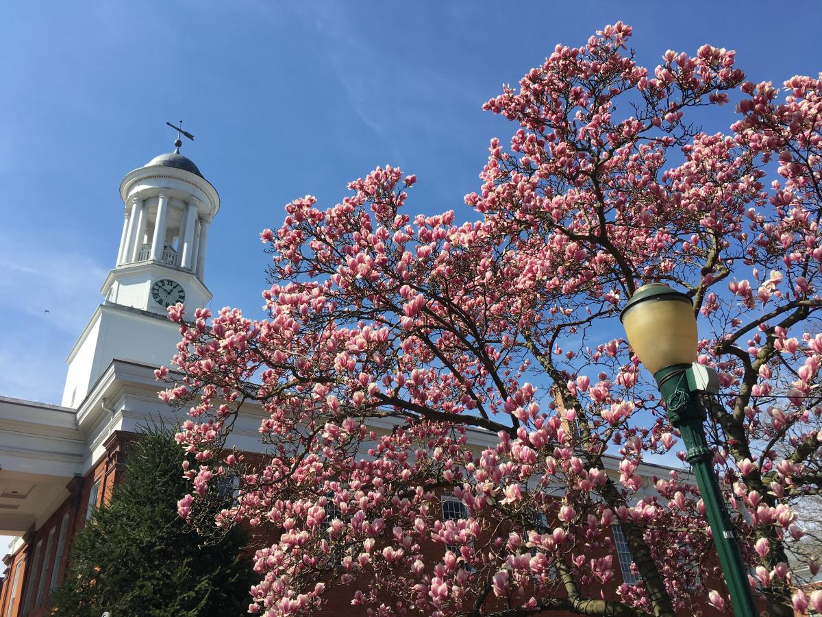Cherry blossom tree with street light in Carlisle