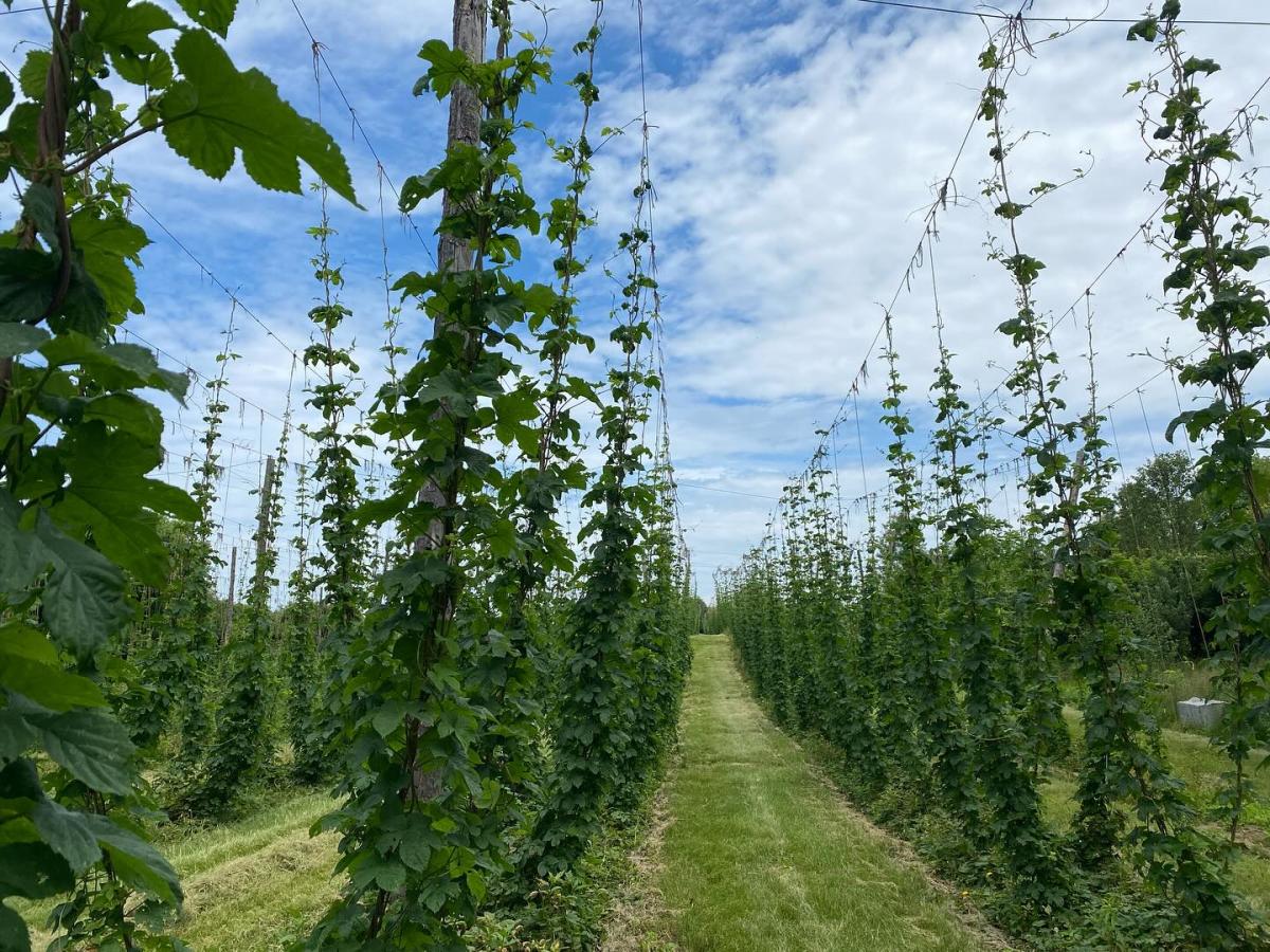 GEMS Farm Hops