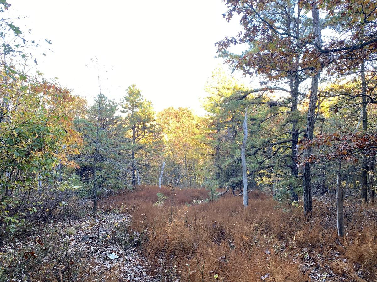 Fall trees and landscape along Locust Point Trail