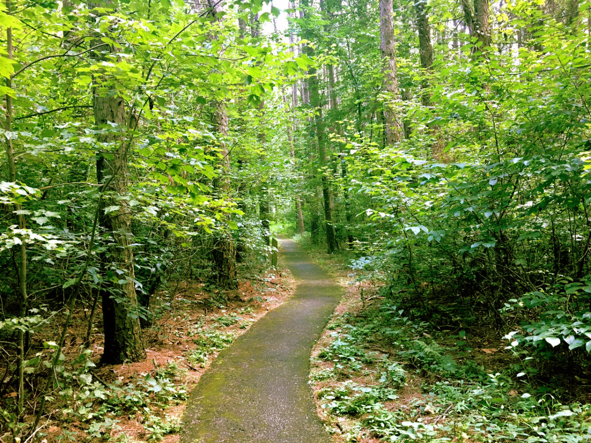 Whispering Pines Trail in Kings Gap