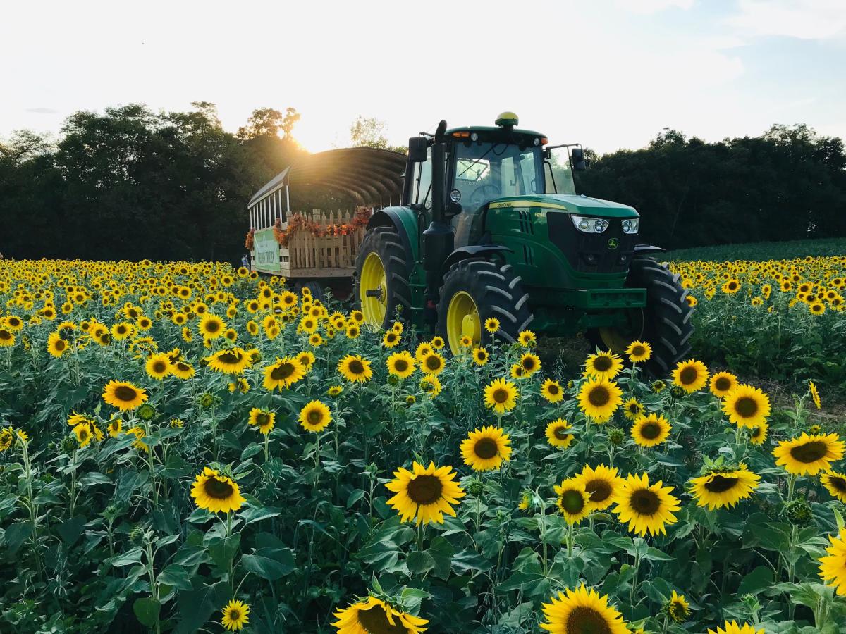 Meadowbrooke Gourds Hay Ride in Sunflower Field