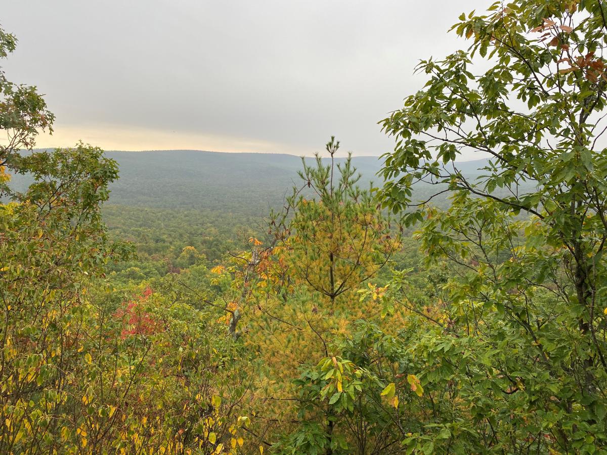 View through and above the tree tops on Sunset Rocks Trail