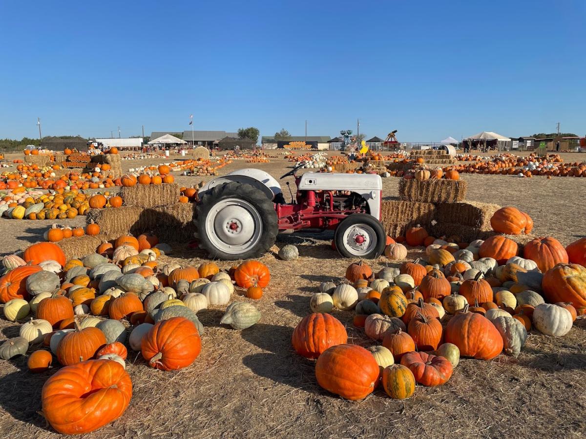 Texas Pumpkin Fest