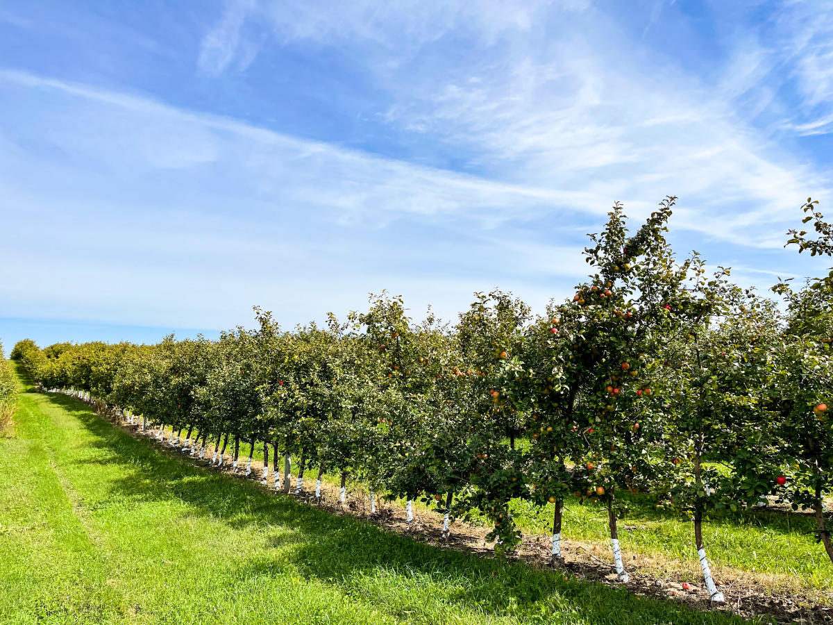 Apple trees at Mcilquham Orchard in Osseo,  WI