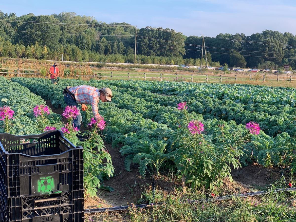 Arcadia Farm - Gardening