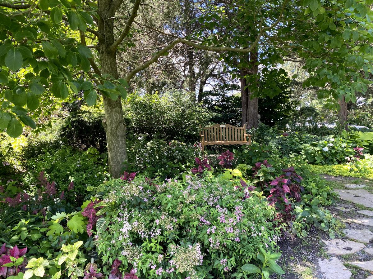 A bench surrounded by flowers and shrubbery under shade