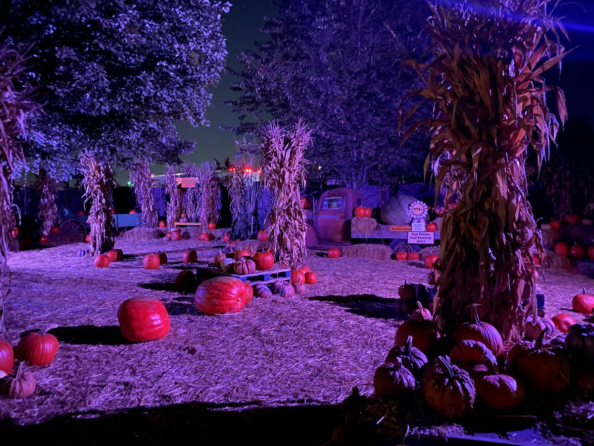 A pumpkin patch illuminated by purple lights, featuring scattered pumpkins and corn stalks, creating a festive autumn atmosphere.