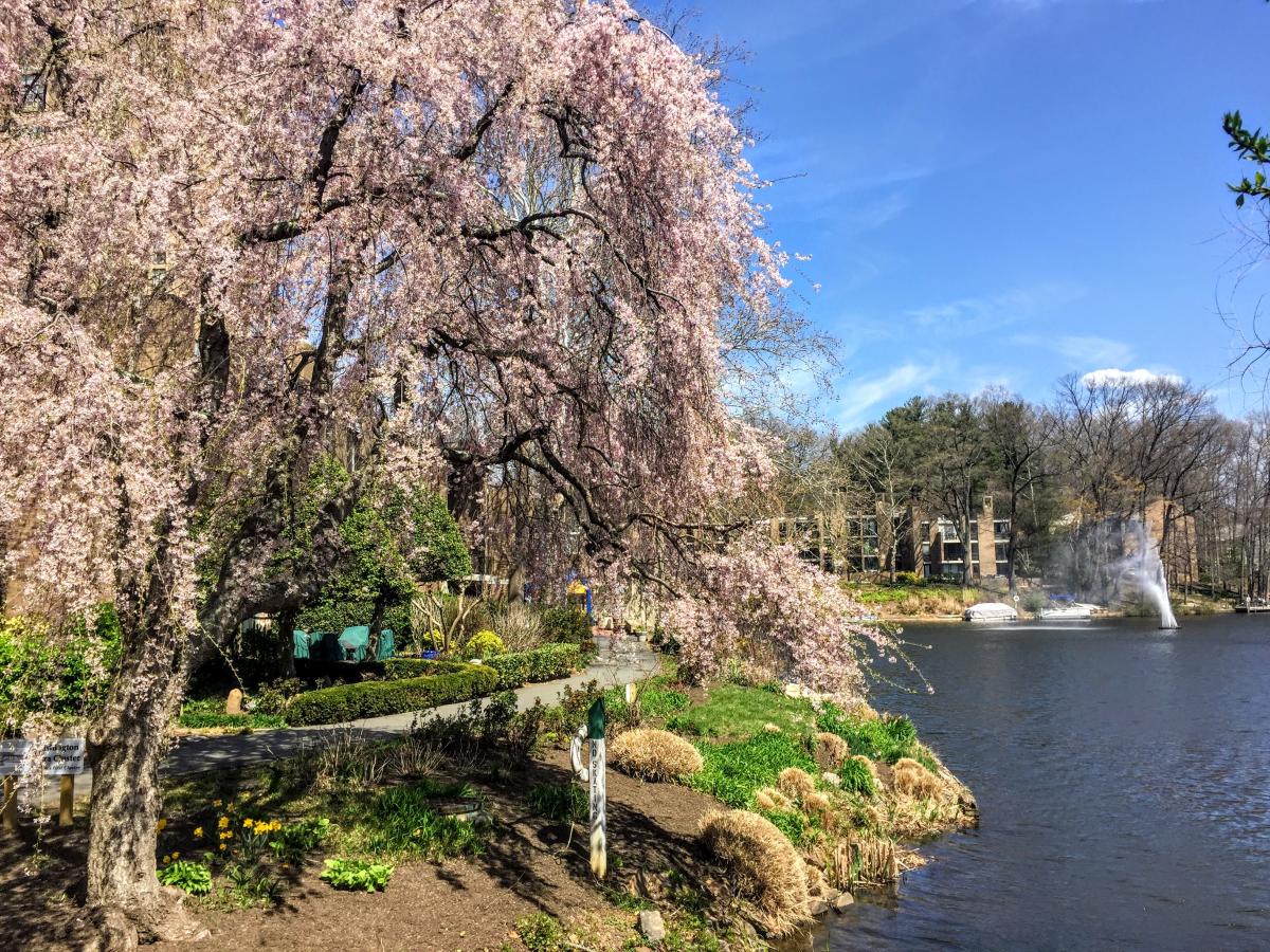 Weeping cherry blossom trees over lakefront park