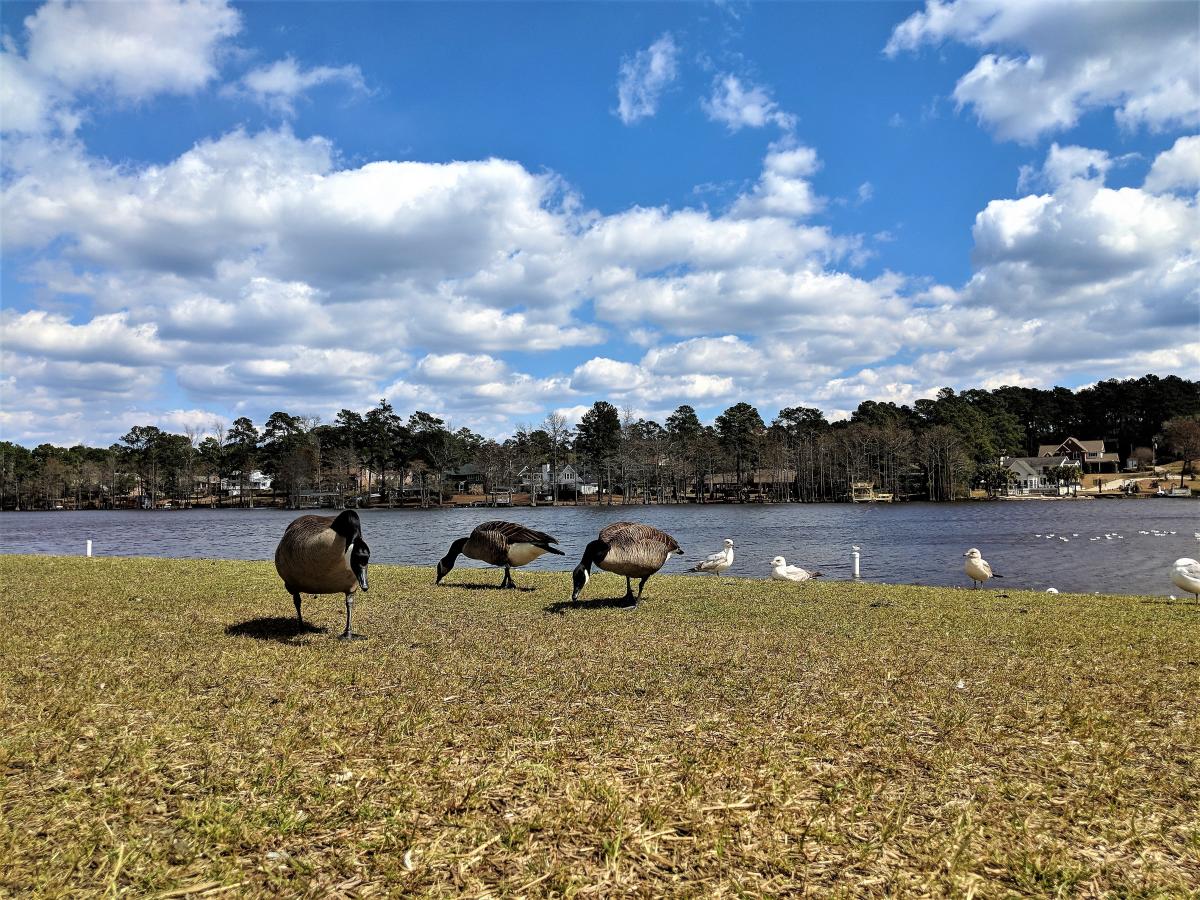 Hope Mills Lake