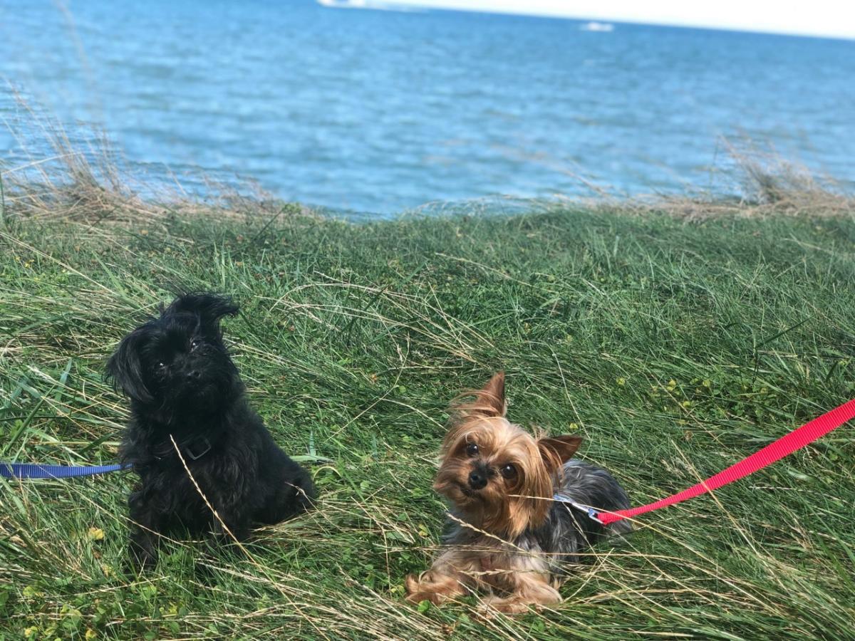 cute dogs on the lake in Finger Lakes Wine Country