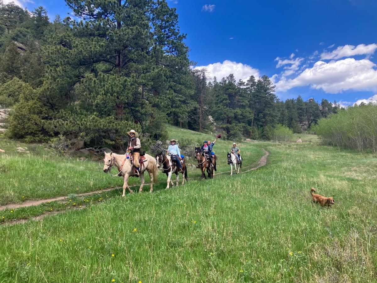 Five people riding horses on a trail ride in a grassy meadow