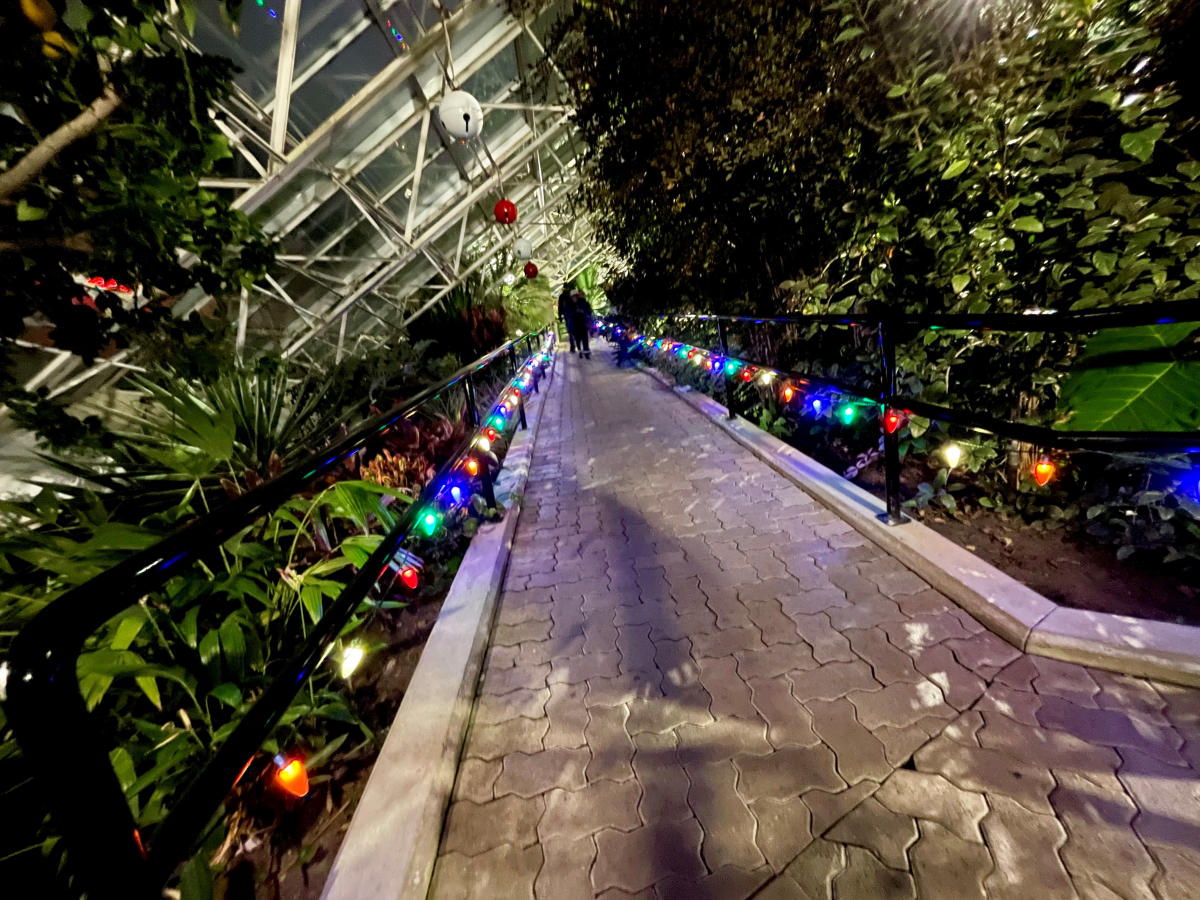The Botanical Conservatory's light displays run throughout the various showcases.