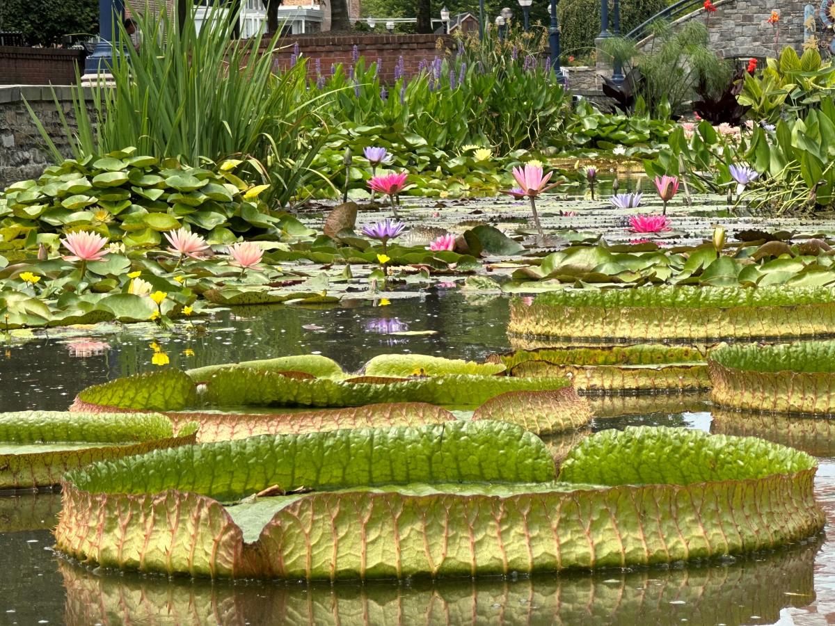 Victoria plants in Carroll Creek Park's water garden