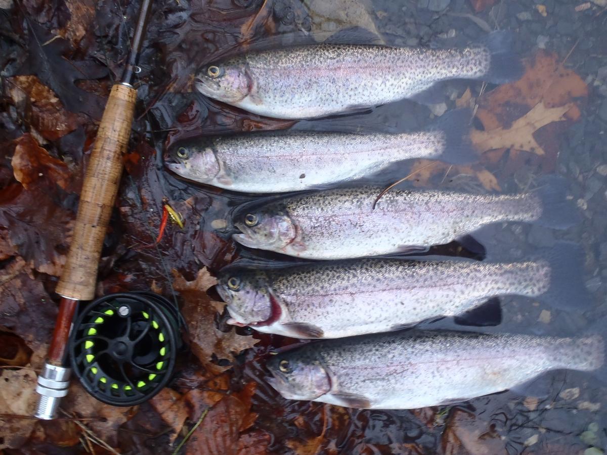 Trout Fishing